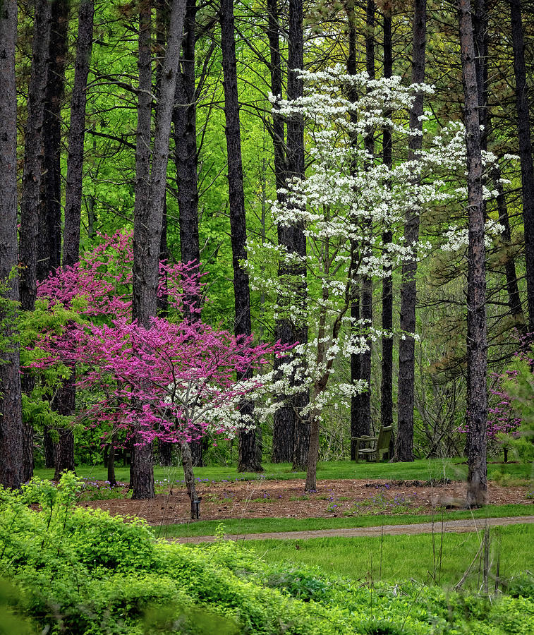 Among the Pines Photograph by Tammy Mellert - Fine Art America