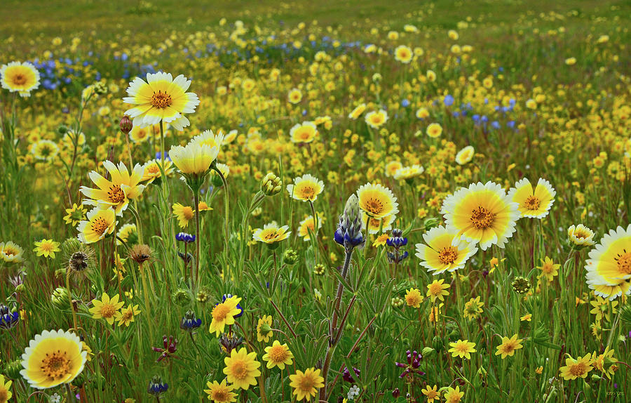 Among The Wildflowers Photograph