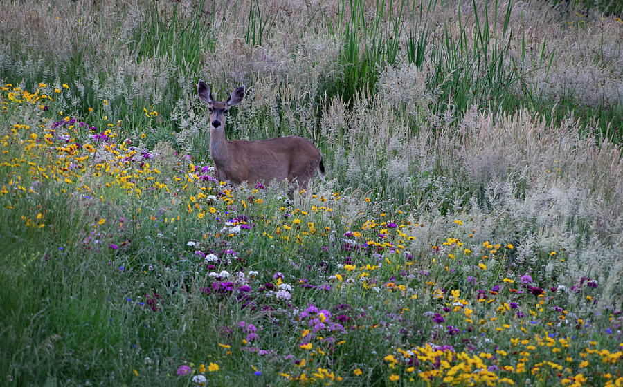 Deer Photograph - Among the Wildflowers by Steven Clark