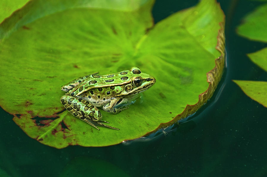 Amphibian,canada,close-up,danita Photograph by Jaynes Gallery - Pixels