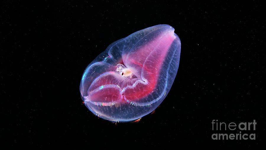 Amphipod Inside A Comb Jelly Photograph by Alexander Semenov/science Photo Library