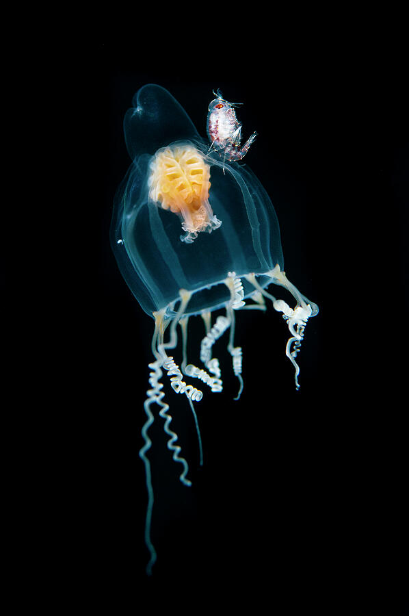 Amphipod Riding A Medusa Hydroid Close To The Surface. Photograph by ...