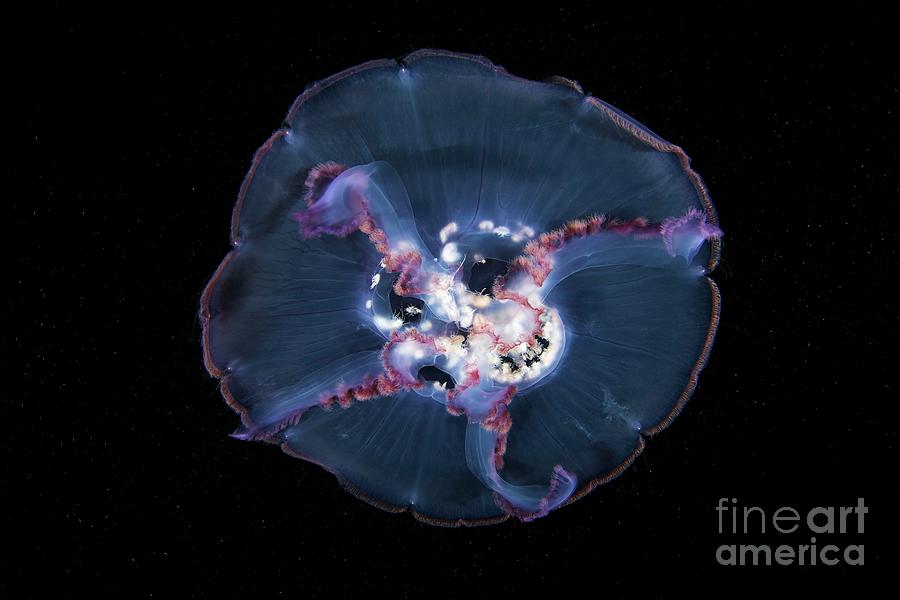 Nature Photograph - Amphipods Inside A Jellyfish by Alexander Semenov/science Photo Library