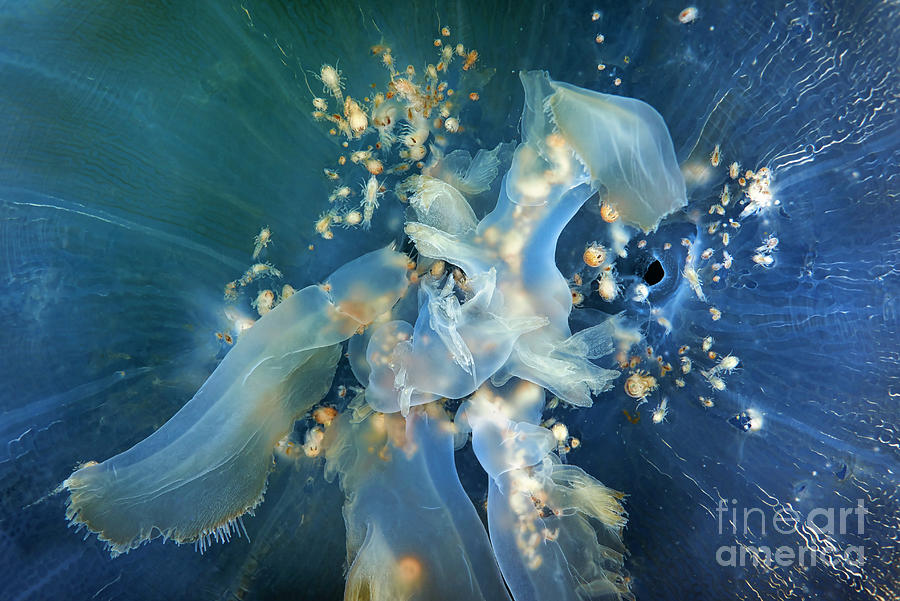 Amphipods Inside Aurelia Limbata Jellyfish Photograph by Alexander Semenov/science Photo Library