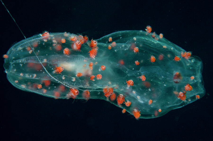 Amphipods Living On A Salp , Scotland, Uk Photograph by Scotland: The ...