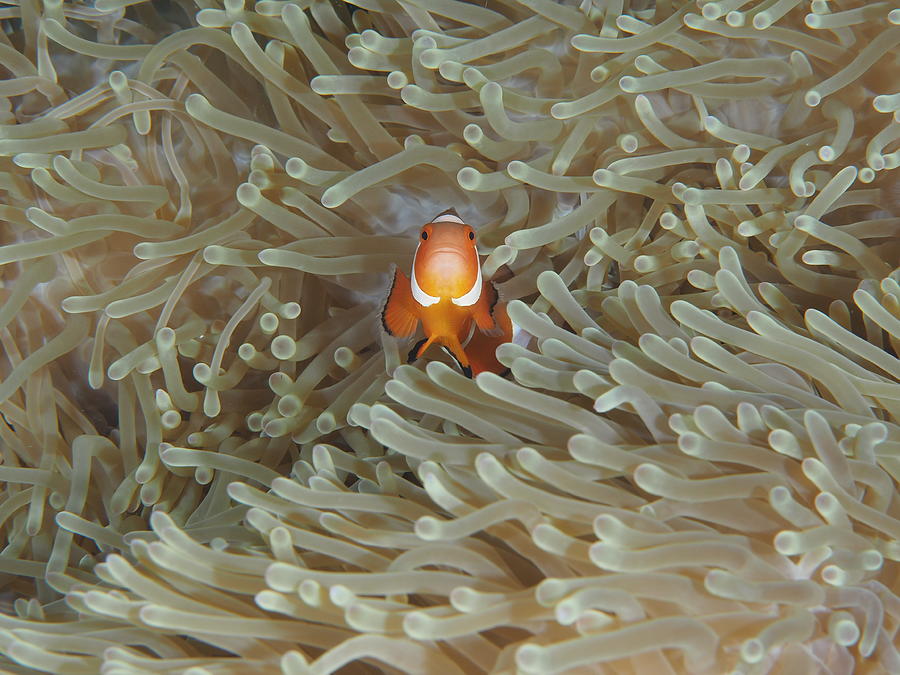 Finding Nemo Photograph - Amphiprion Ocellaris by Ilan Ben Tov