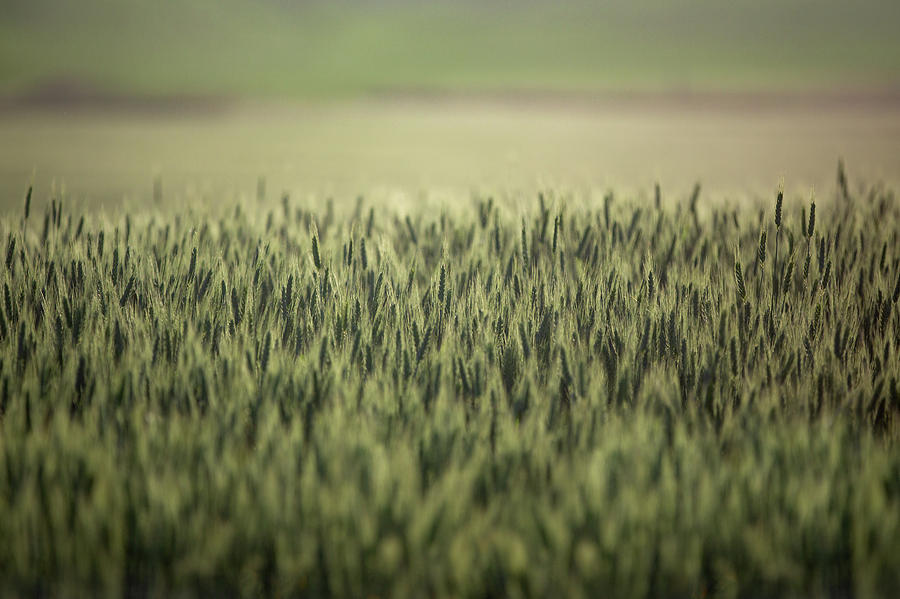 Ample Wheat Photograph by Todd Klassy