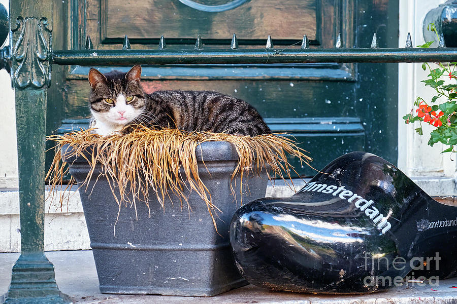 Amsterdam Cat Photograph by George Oze
