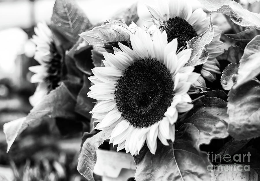Amsterdam Sunflower Photograph by John Rizzuto