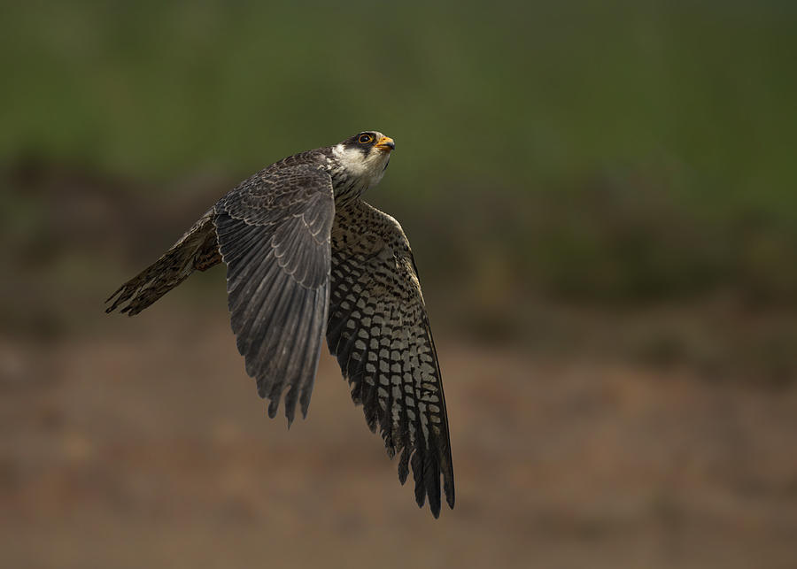 Nature Photograph - Amur Falcon by Sunil Manikkath