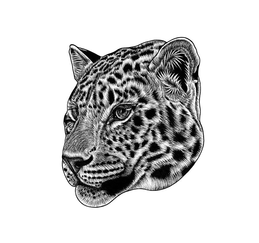 Amur leopard cub - ink illustration Drawing by Loren Dowding