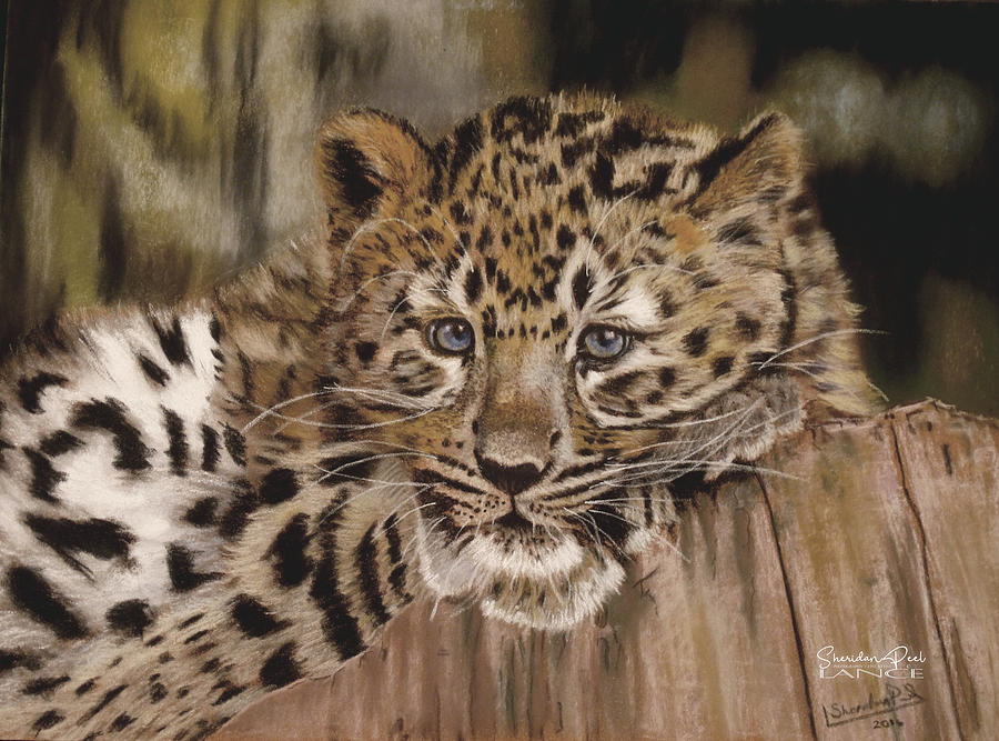Amur Leopard Cub by Lance Sheridan-Peel Amur Leopard Cub by Lance Sheridan-Peel