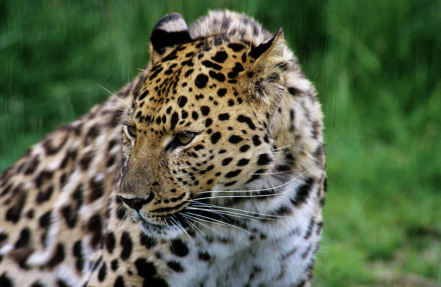 Wildlife Digital Art - Amur Leopard by John Cumberland