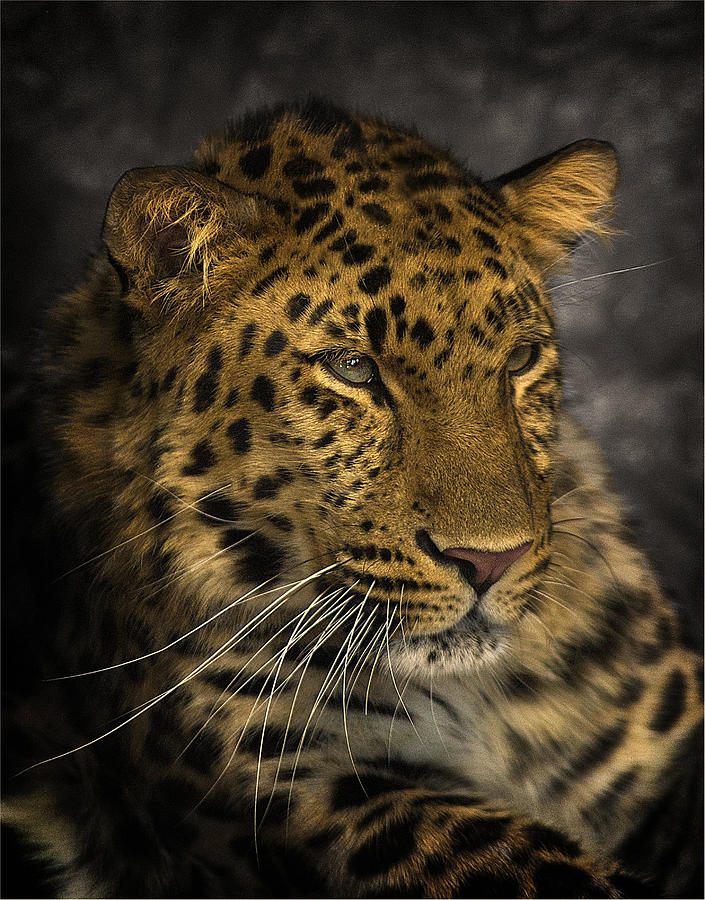 Amur Leopard Photograph by John Dickson