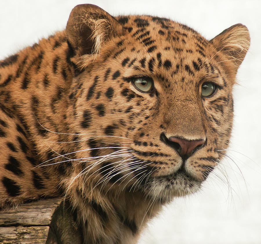 Amur Leopard Portrait Photograph by John Dickson