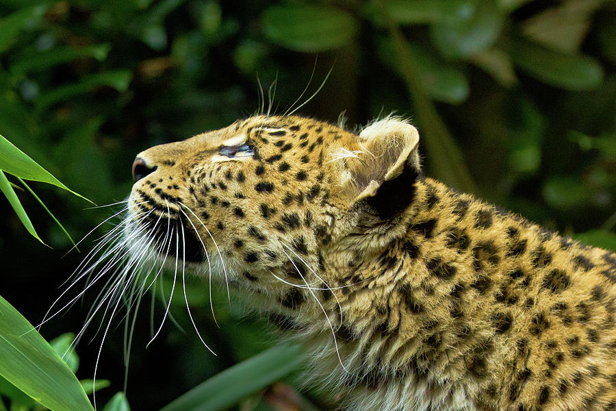 Amur Leopard Profile Photograph by Claire Hogg