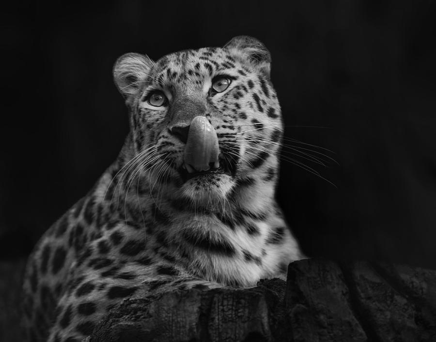 Nature Photograph - Amur Lopard by Krystina Wisniowska