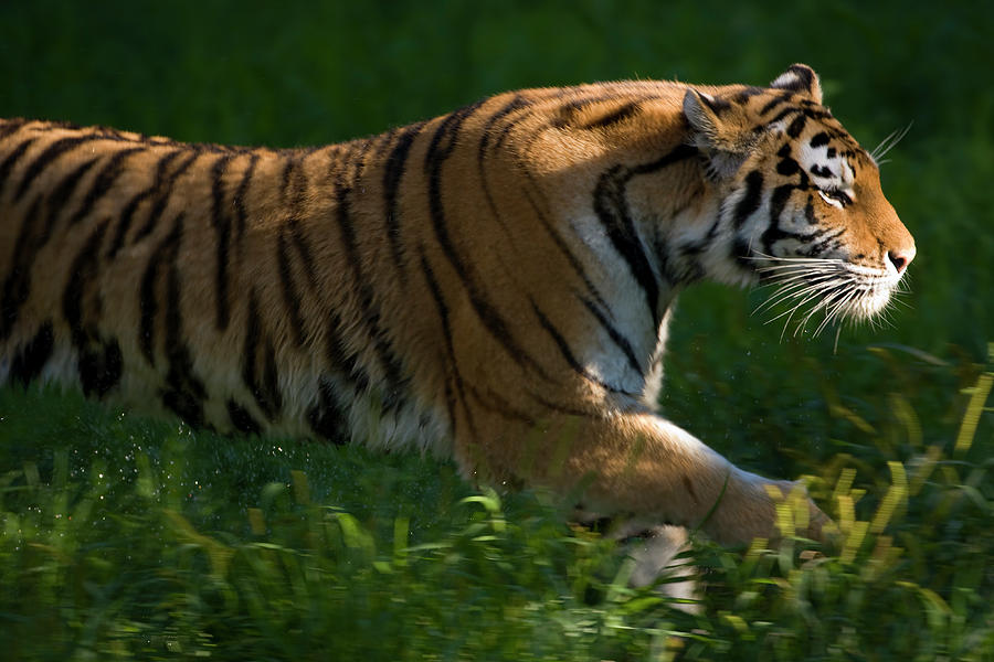 Amur Siberian Tiger In Motion Photograph by Jimkruger