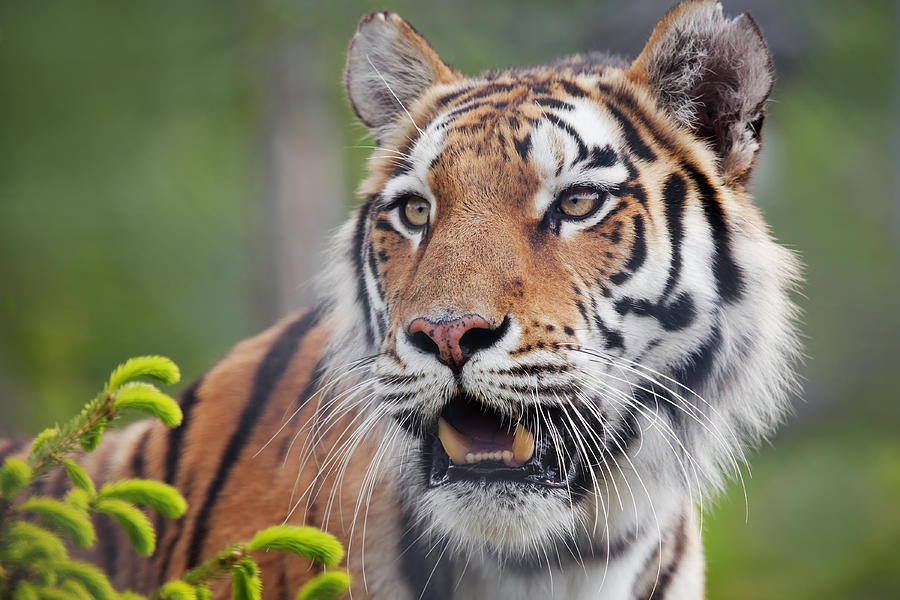 Amur Tiger Photograph by Lordrunar