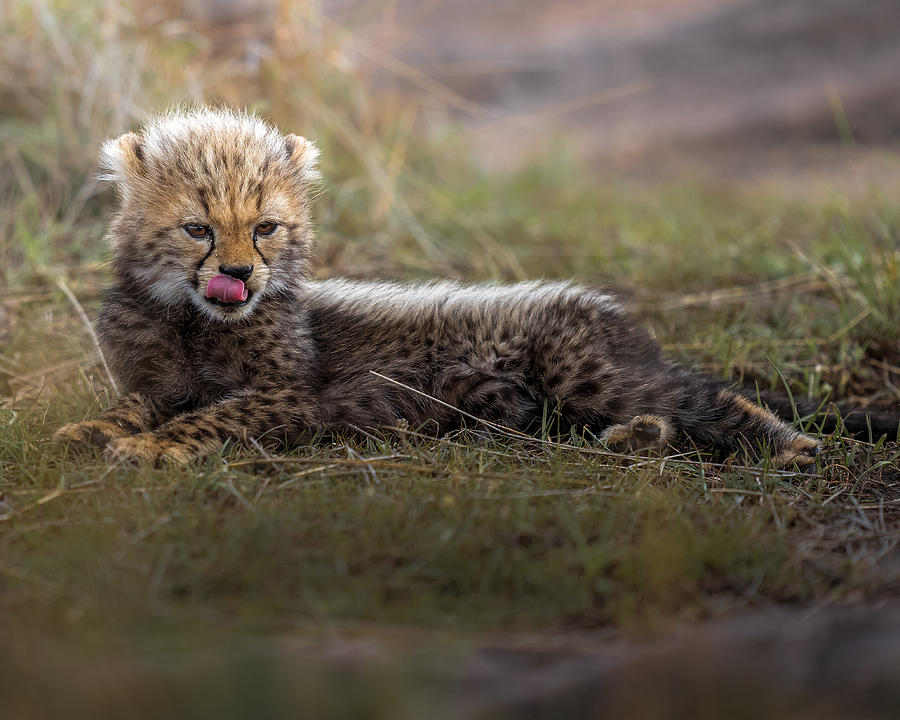 Amused Photograph by Ahmed Sobhi - Fine Art America