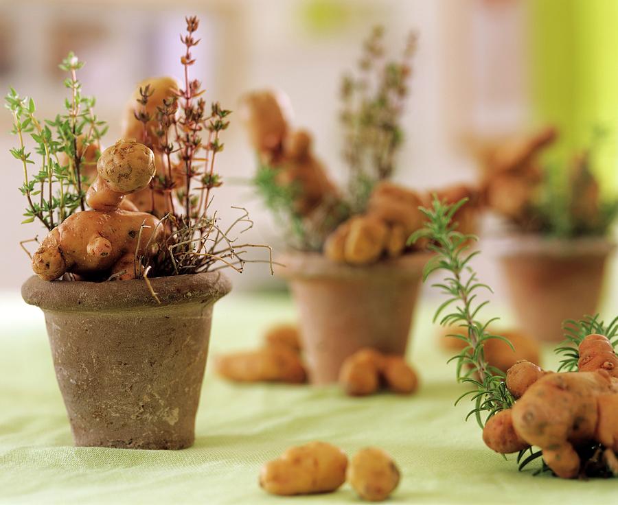 Amusingly Shaped bamberger Hrnchen Potatoes & Herbs In Pots Photograph by Friedrich Strauss