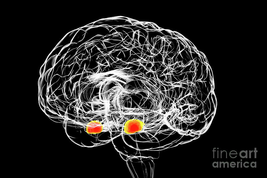 Amygdala Of The Brain Photograph by Kateryna Kon/science Photo Library