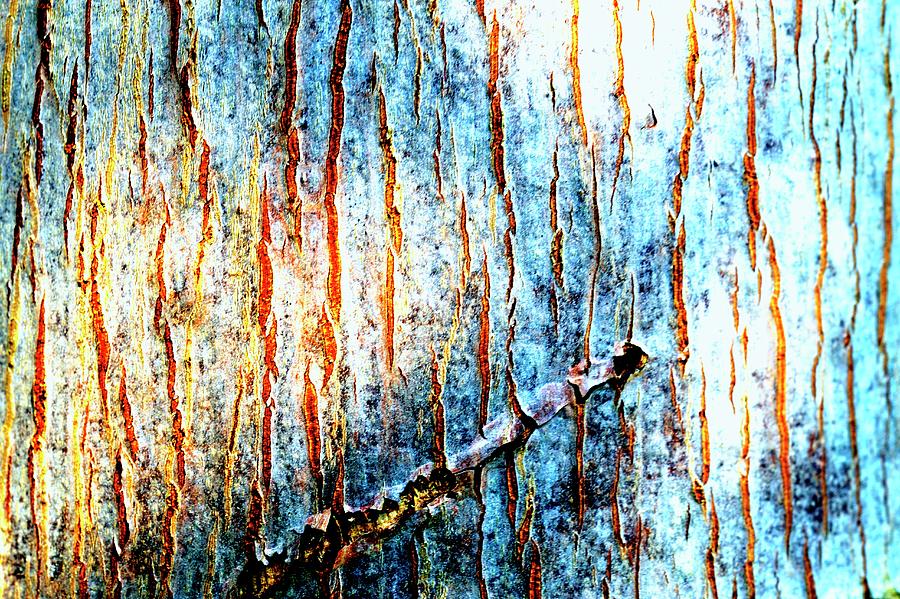 An Abstract Coloured Piece Of Bark Photograph by Kaktusfactory