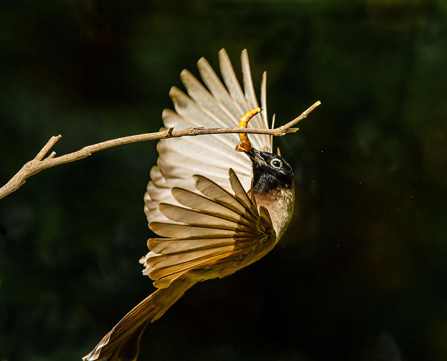 An Acrobatic Spectacled Bulbul And A Worm Photograph by Itamar Procaccia