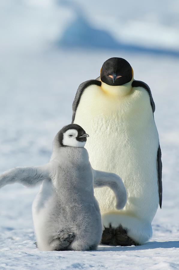 An Adult Emperor Penguin And A Smaller Photograph by Mint Images - David Schultz