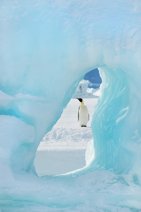 An Adult Emperor Penguin Standing On Photograph by Mint Images - David Schultz