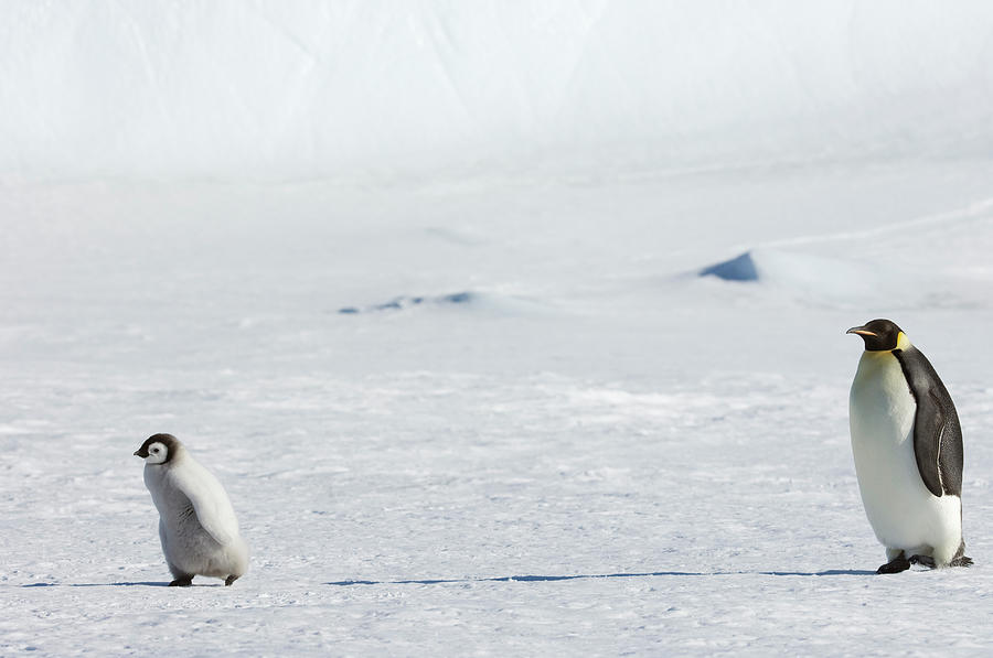 An Adult Emperor Penguin Watching Over Photograph by Mint Images - David Schultz