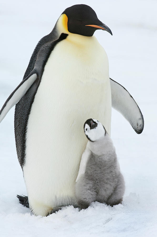 An Adult Emperor Penguin With A Small Photograph by Mint Images - David Schultz