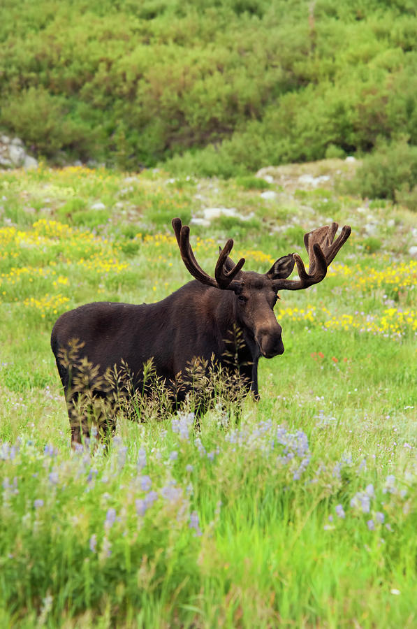 An Adult Moose. Alces Alces. Grazing In Photograph by Mint Images - David Schultz