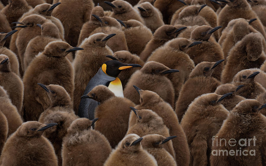 An Adult Penguin Surrounded By Young Photograph by Mike Reyfman
