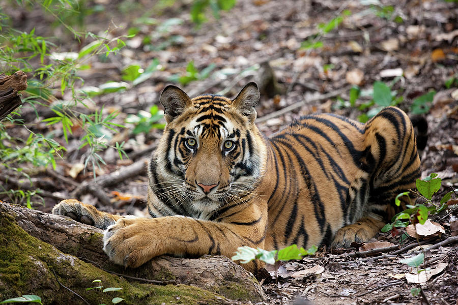 An Adult Tiger In Bandhavgarh National Photograph by Mint Images - Art Wolfe