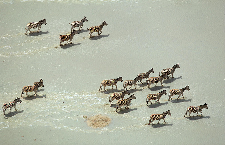 An Aerial Of A Burchells Zebra Herd On Photograph by Richard Du Toit An Aerial Of A Burchells Zebra Herd On Photograph by Richard Du Toit