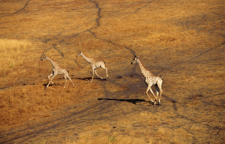 An Aerial Of Three Giraffe Running by Martin Harvey