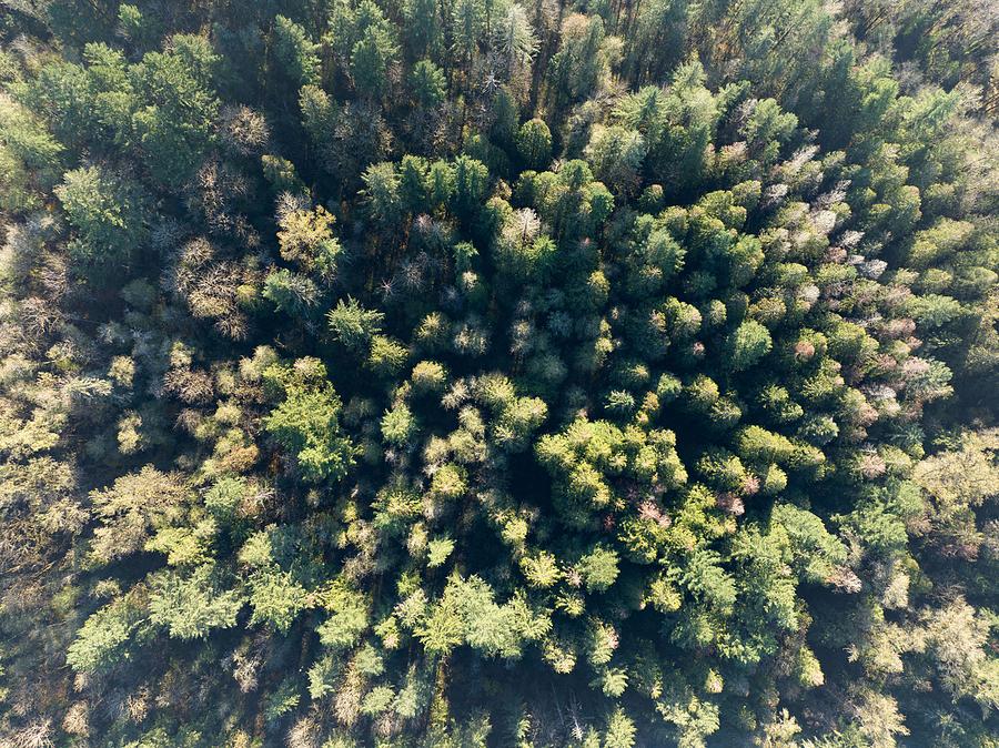 Nature Photograph - An Aerial View Shows A Healthy Forest by Ethan Daniels