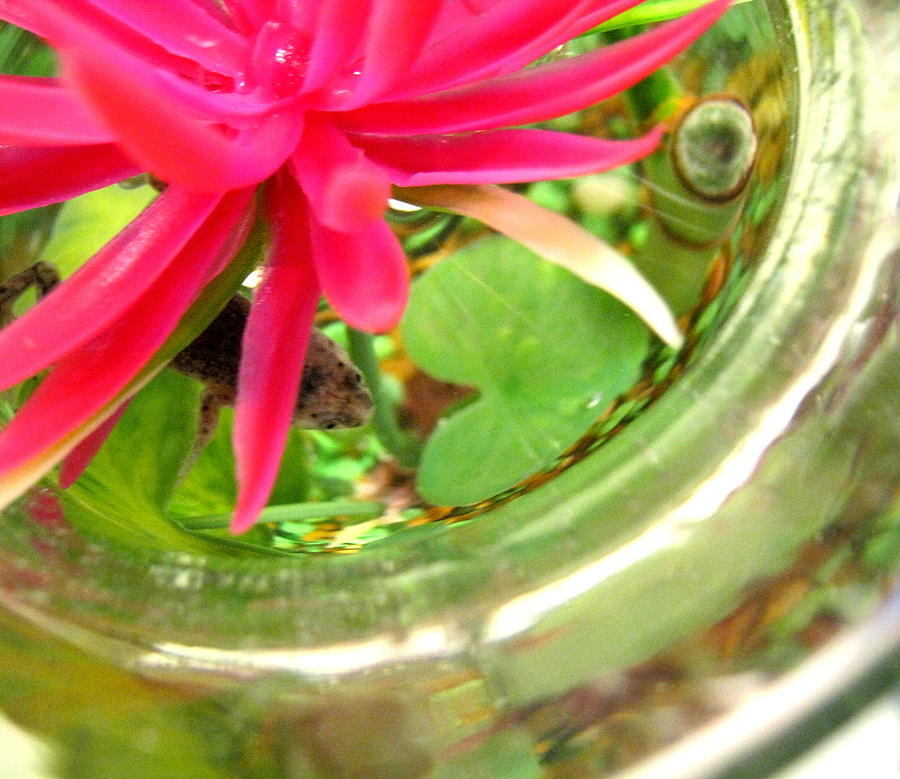 Vase Photograph - An African Dwarf Frogs Refuge #5 by Anaya Min