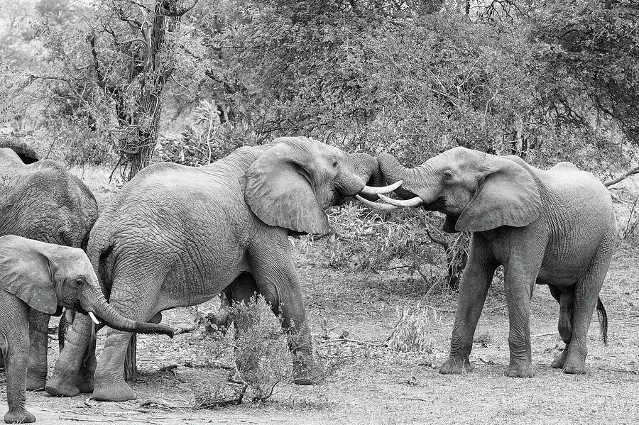 An African Elephant Tussle in Monochrome Photograph by Mark Hunter