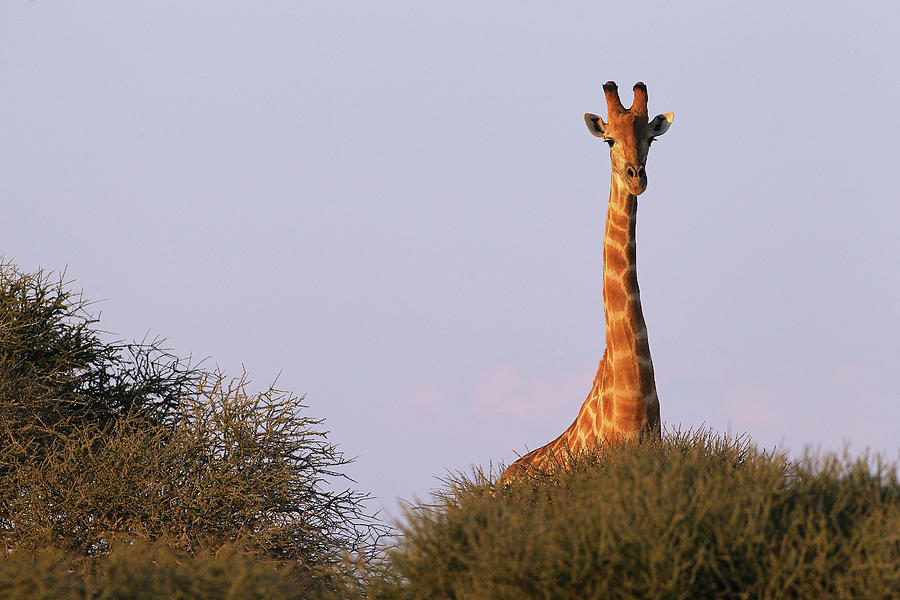An African Safari Photograph by Cameron Spencer