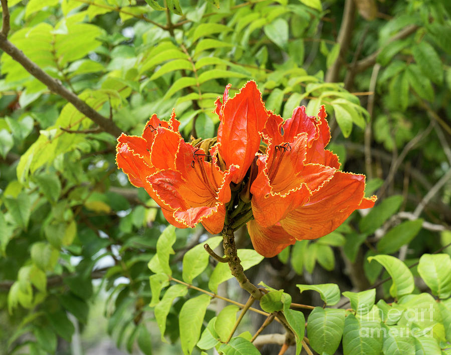 An African Tulip Tree blossom at the Koreshan State Historic Sit Photograph by William Kuta