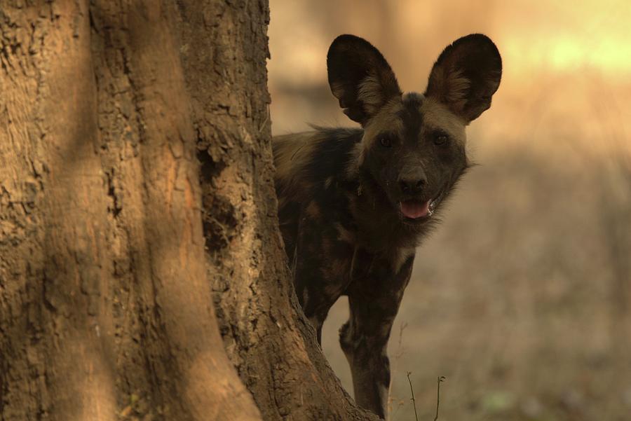 An African Wild Dog, Zimbabwe, Africa Photograph by Jalag / Cyril Ruoso