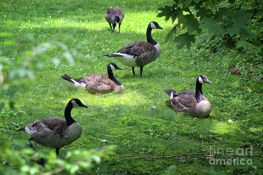 An Afternoon with Canada Geese Photograph by Karen Adams