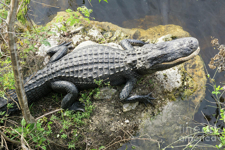 An alligator perches on a rock at the Oasis Visitors Center in B Photograph by William Kuta