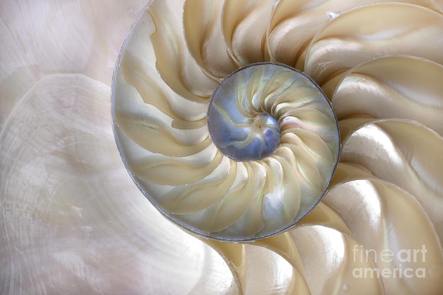 Fibonacci Photograph - An Amazing Fibonacci Pattern by Tramont ana