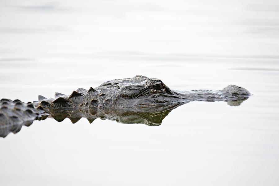 An American Alligator, (alligator Photograph by Ed Darack