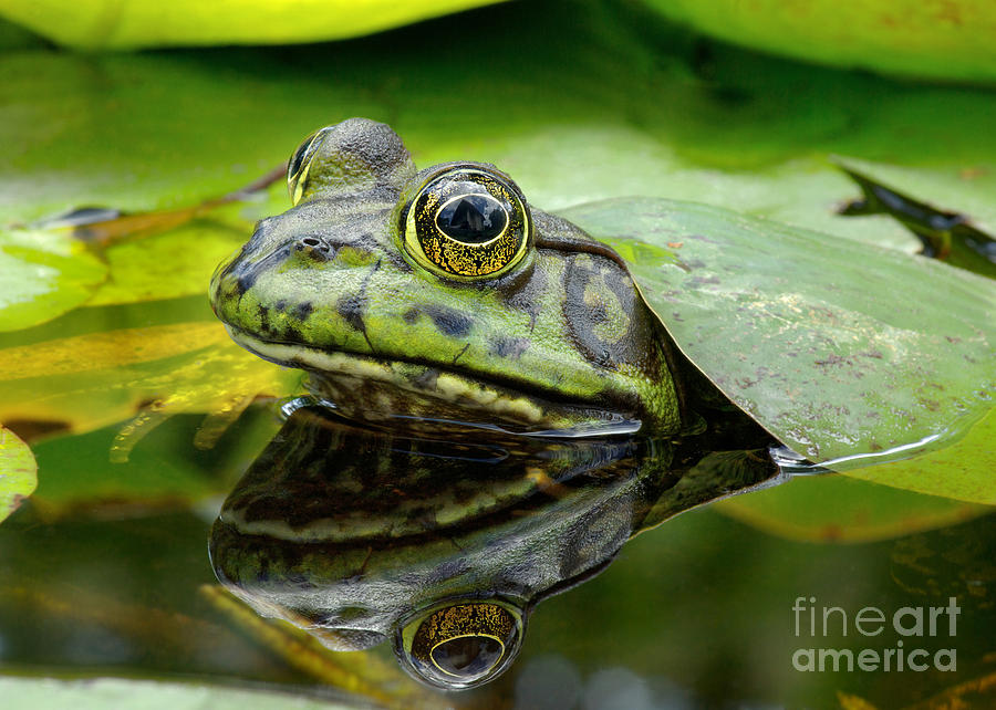 Pond Photograph - An American Bullfrog. Photo Taken In by Angel Dibilio Pond Photograph - An American Bullfrog. Photo Taken In by Angel Dibilio