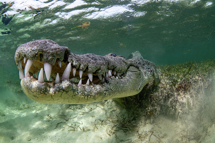 An American Crocodile In Chinchorro Photograph by Stocktrek Images