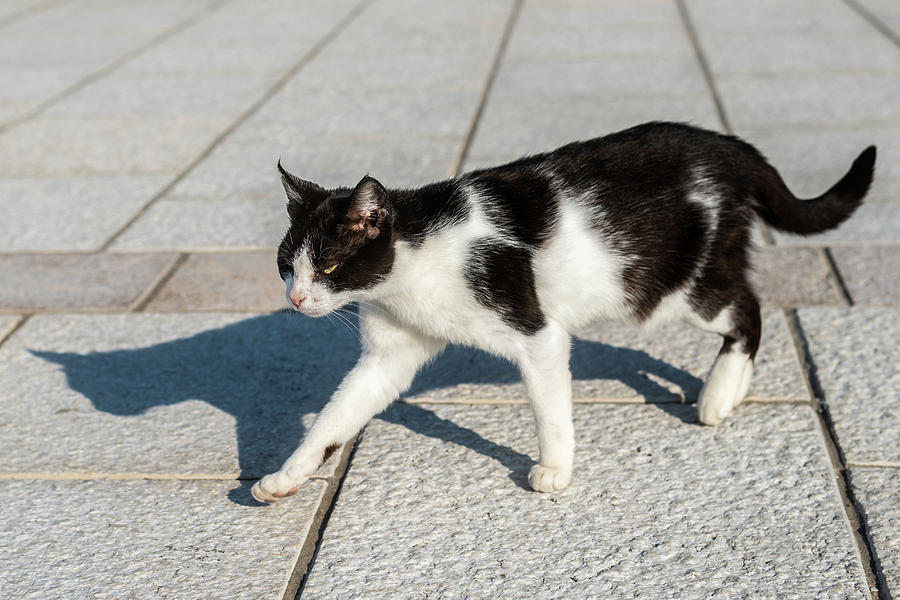 An angry black and white cat walking 